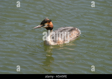 Eine große crested Grebe im Hochsommer Gefieder Stockfoto