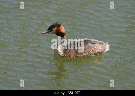 Eine große crested Grebe im Hochsommer Gefieder Stockfoto