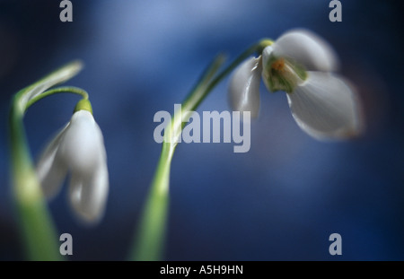 Schneeglöckchen (Galanthus Nivalis) Schneeglöckchen im Schnee Stockfoto