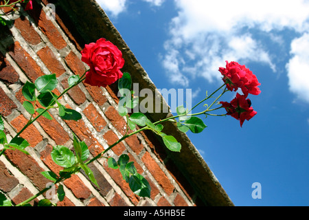 Rosen auf der Außenseite des ummauerten Garten Stockfoto