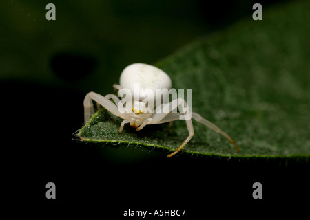 Weiße Krabbenspinne, Misumena vatia Stockfoto