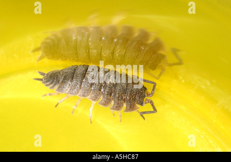 Gemeinsamen grobe Assel Porcellio Scaber Stockfoto