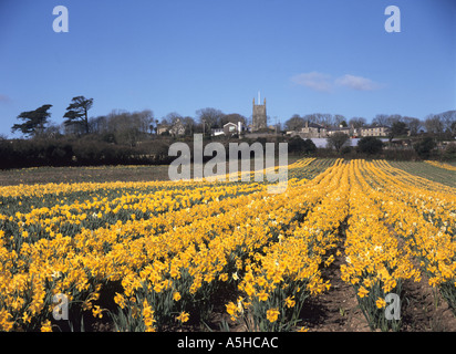 Bereich der Narzissen an Gulval in der Nähe von Penzance in Cornwall, Großbritannien Stockfoto