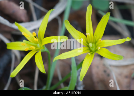 Gelber Stern von Bethlehem Gagea lutea Stockfoto