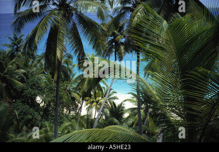 Coconut Grove Fregate Island-Seychellen Stockfoto