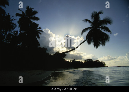 Coconut Grove am Strand Mahe Island Seychellen Stockfoto