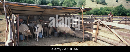 Ungarischen Hirten Milch Schafe machen Käse in der Nähe von Szekelyderz Dorf Darjiu in Siebenbürgen Rumänien Stockfoto