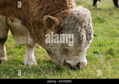 Hereford Bulle mit Ring durch die Nase Stockfoto