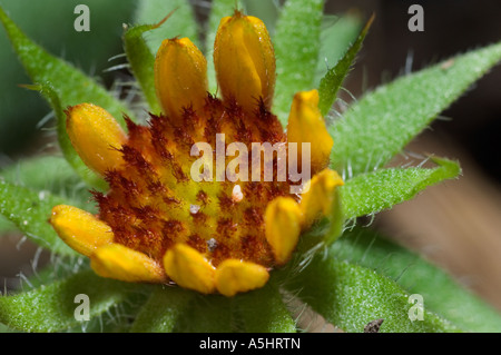 Postbloom Decke Blume Gaillardia aristata Stockfoto