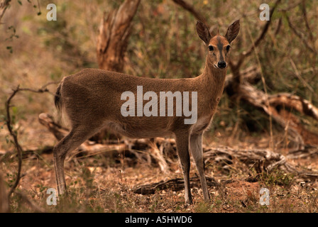 Gemeinsamen Duiker Sylvicapra Grimmia weiblich in wild fotografiert in Südafrika Mkhuze Game Reserve Stockfoto