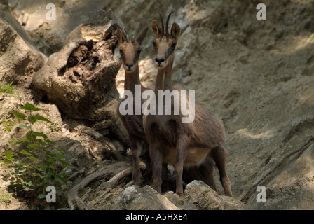 ISARD Pyrenäen Gämsen Rupicapra Rupicapra pyrenaica Stockfoto