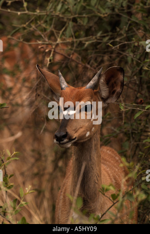 Nyala Tragelaphus Angasi junge männliche fotografiert in wilden Mkhuzi Game Reserve in Südafrika Stockfoto