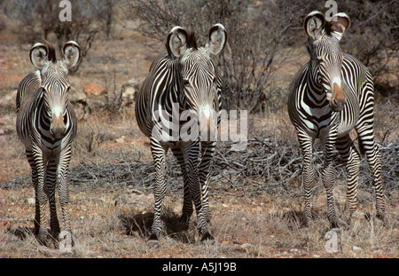 Grevys Zebras Samburu Kenia Stockfoto