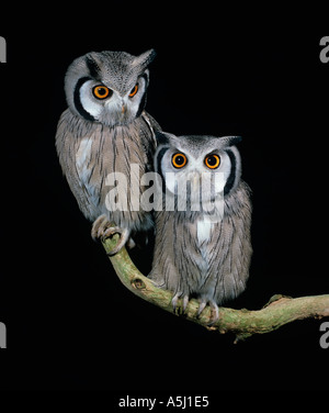 Südlicher Weißgesichtenkauz Ptilipsis granti Stockfoto