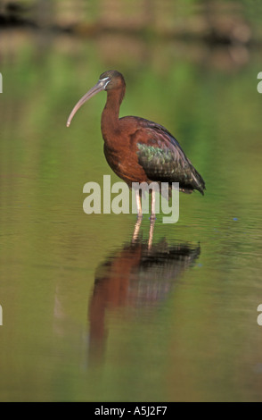 SICHLER-Plegadis falcinellus Stockfoto