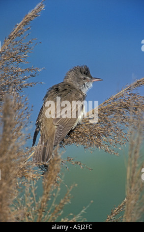 DROSSELROHRSÄNGER Acrocephalus arundinaceus Stockfoto