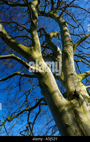 Blick auf den Stamm und die Äste eines Baumes Reifen Buche im Winter mit blauem Himmel hinter nahe Matlock Derbyshire Peak District UK Stockfoto