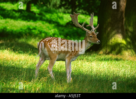 Damwild Beweidung in Bradgate Park nahe Newtown Linford in Leicestershire, England UK Stockfoto