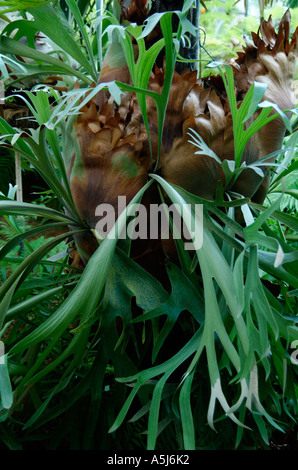 Elk horn Farn Platycerium Bifurcatum Cav Stockfoto