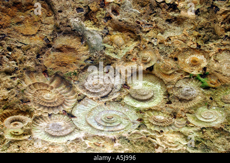 Alten Ammoniten Fossilien in eine Wand eingelassen Stockfoto