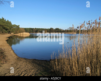 Dem kleinen Teich bei Frensham, in der Nähe von Farnham, Surrey, England, UK Stockfoto