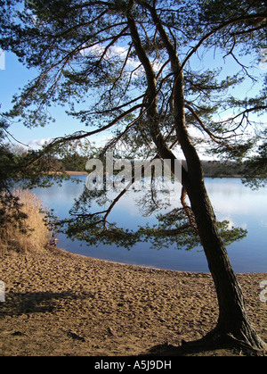 Dem kleinen Teich bei Frensham, in der Nähe von Farnham, Surrey, England, UK Stockfoto