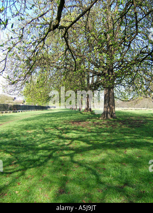 Rosskastanie Bäume in Bushey Park, Hampton, Surrey, England, UK Stockfoto