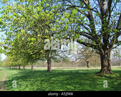 Rosskastanie Bäume in Bushy Park, Hampton, Surrey, England, UK Stockfoto