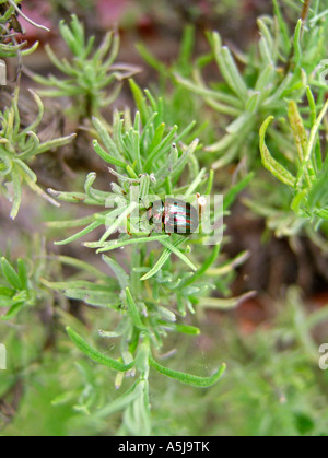 Das Rosmarin Getreidehähnchen - Chrysolina Americana, Lavendel-Werks in Surrey, England, UK Stockfoto