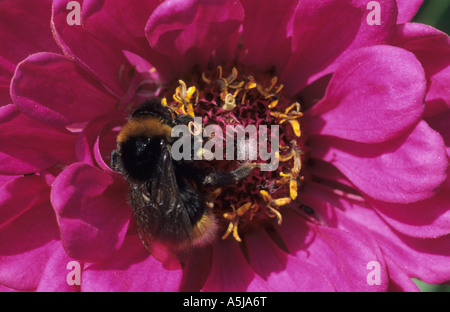 Buff-tailed Bumble Bee (Bombus Terrestris) im Vereinigten Königreich Stockfoto