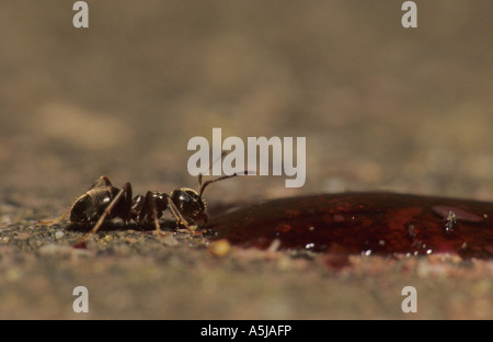 Schwarzer Garten Ameisen (Lasius Niger) im Vereinigten Königreich Stockfoto