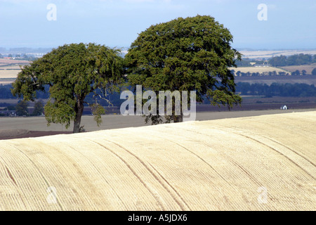 Landschaft mit Bäumen Stockfoto