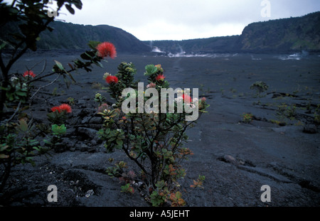 Hawaiianische Ureinwohner Pflanzen Ohi'a Lehua blühen in aktiven Vulkan Stockfoto