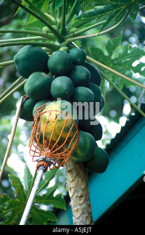 Papaya-Ernte Stockfoto