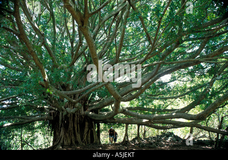 Menschen, die unter einem riesigen Banyan Tree Maui Hawaii USA Stockfoto