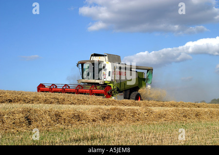 Mähdrescher im Weizenfeld Stockfoto