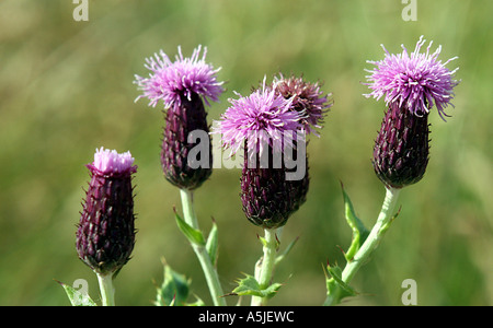 schleichende Distel - Cirsium arvense Stockfoto