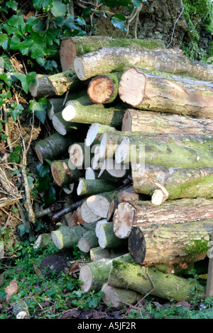 Holz aus dem Garten entfernt ist am besten für die Saison trocknen gestapelt und bietet nützlichen Lebensraum im Prozess Stockfoto