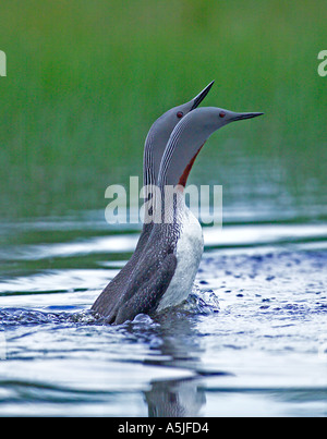 Red-throated Taucher Gavia Stellata in Anzeige auf Zucht Pool Finnland Sommer Stockfoto