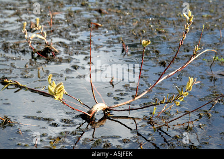 Salix Babylonica Var Pekinensis tortuosa Stockfoto