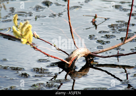 Salix Babylonica Var Pekinensis tortuosa Stockfoto