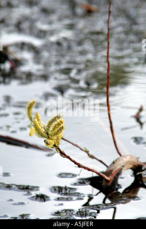 Salix Babylonica Var Pekinensis tortuosa Stockfoto