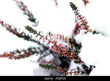 Zweige von Heather mit Schnee bedeckt Stockfoto