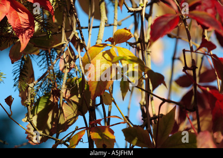 Multi-farbigen Blätter gegen strahlend blauen Himmel, full-Frame, Ahornblatt, Juglans regia Stockfoto