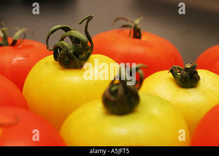 gelbe und rote Tomaten Stockfoto