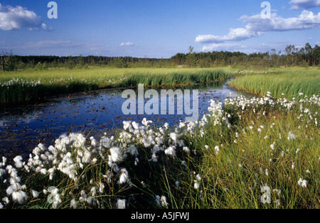 Hasen tail Wollgras (Wollgras Vaginatum) OBARY Torfmoor hoch Stockfoto