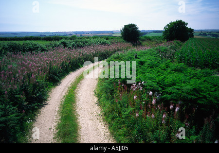 Dorset county Wildblumenwiese entlang einer Farm zu verfolgen, in England UK Stockfoto