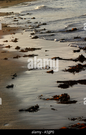 Algen und Wellen auf die Küste, North Berwick, Großbritannien Stockfoto