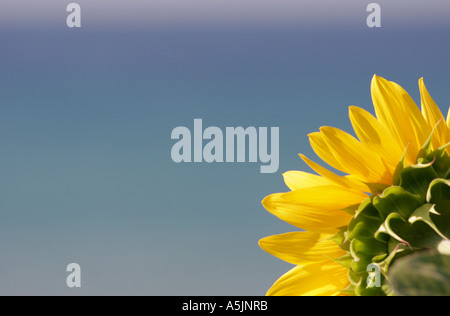 Gelbe Sonnenblume Blüten [Helianthus Annuus] mit Blick auf schöne blaue Meer, Zakynthos, Zakynthos, [Ionischen Inseln], Griechenland Stockfoto