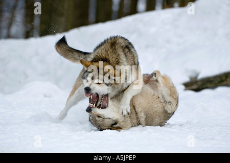 Östlichen Holz-Wölfe (Canis Lupus LYKAON) kämpfen Stockfoto